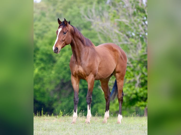 Pura sangre inglés Mestizo Caballo castrado 6 años 163 cm Castaño rojizo in Athens