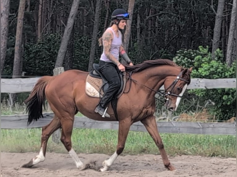Pura sangre inglés Caballo castrado 6 años 164 cm Alazán in M&#xF6;ser