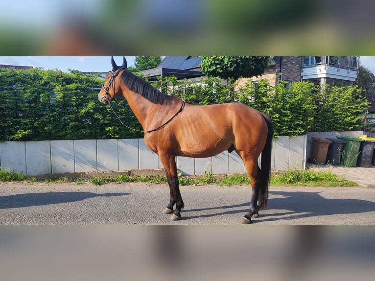 Pura sangre inglés Caballo castrado 6 años 164 cm Castaño in Much