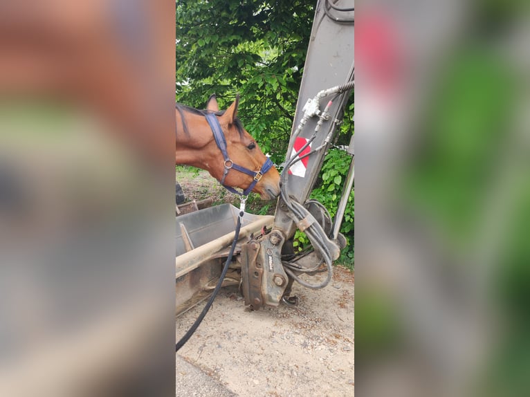 Pura sangre inglés Caballo castrado 6 años 164 cm Castaño in Much