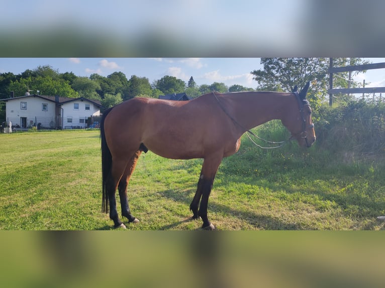 Pura sangre inglés Caballo castrado 6 años 164 cm Castaño in Much