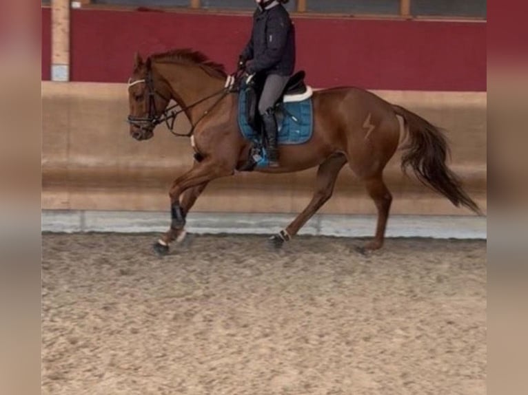 Pura sangre inglés Caballo castrado 6 años 165 cm Alazán in Coswig