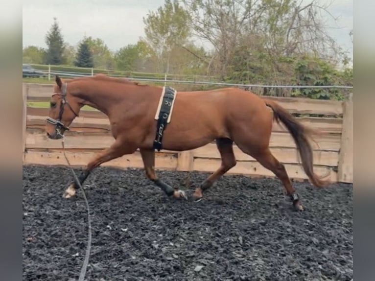 Pura sangre inglés Caballo castrado 6 años 165 cm Alazán in Coswig