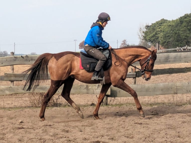 Pura sangre inglés Caballo castrado 6 años 165 cm Alazán-tostado in Möser