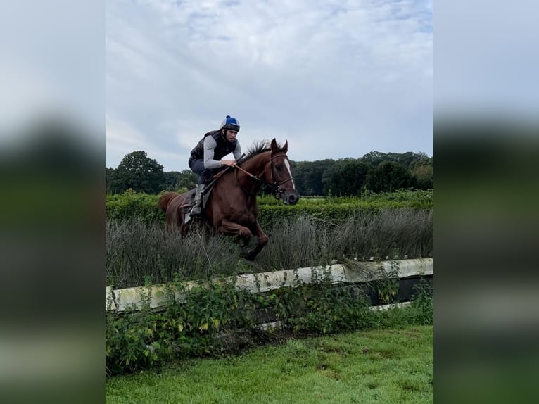 Pura sangre inglés Caballo castrado 6 años 165 cm Alazán-tostado in Möser