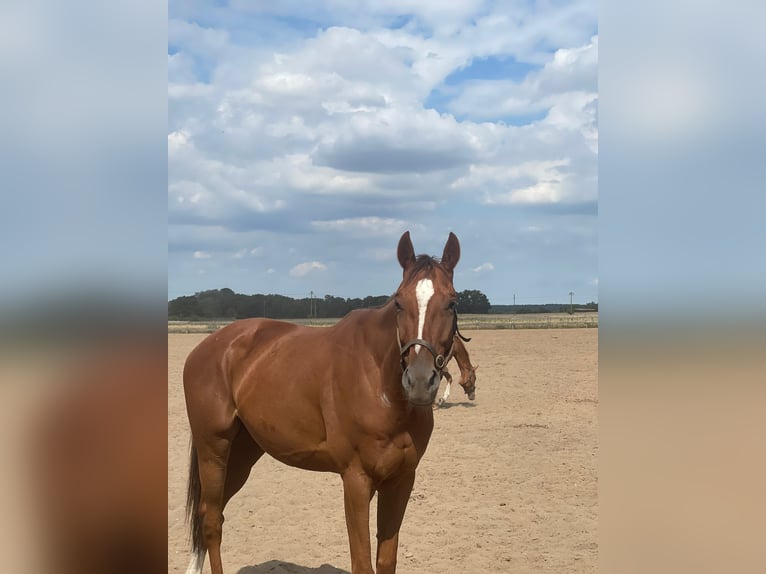 Pura sangre inglés Caballo castrado 6 años 165 cm Alazán-tostado in Möser