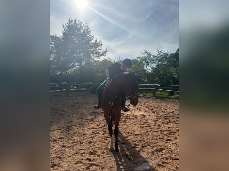 Pura sangre inglés Caballo castrado 6 años 165 cm Castaño in Hilpoltstein