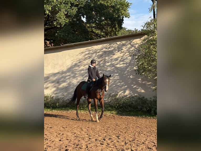 Pura sangre inglés Caballo castrado 6 años 165 cm Castaño in Hilpoltstein