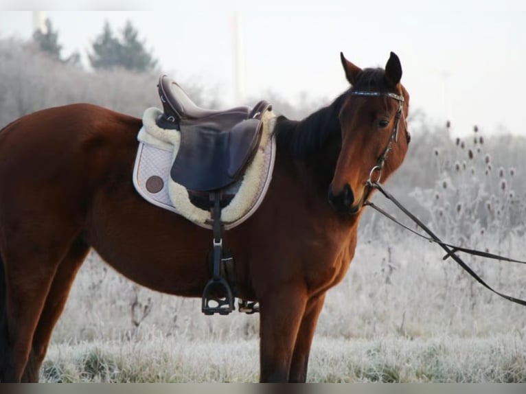 Pura sangre inglés Caballo castrado 6 años 165 cm Castaño in Hundsbach