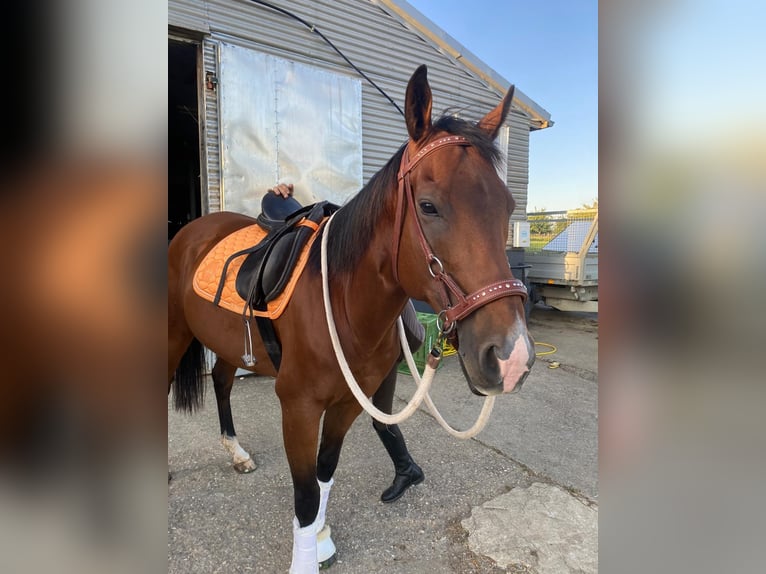 Pura sangre inglés Caballo castrado 6 años 165 cm Castaño in Walddorfhäslach