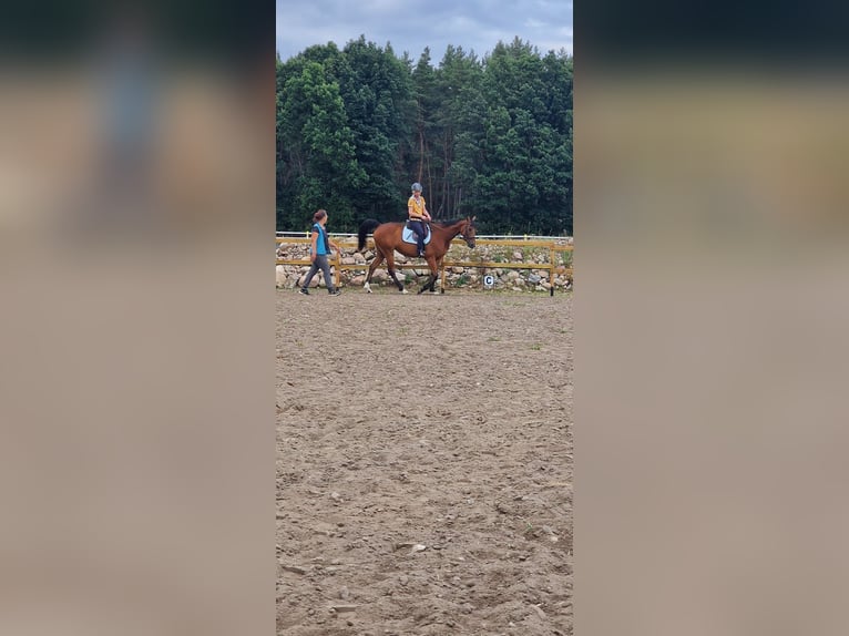 Pura sangre inglés Caballo castrado 6 años 165 cm Castaño in Werneuchen
