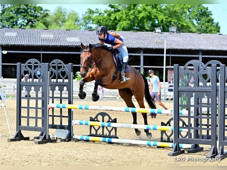 Pura sangre inglés Caballo castrado 6 años 165 cm Castaño oscuro in Maidenhead