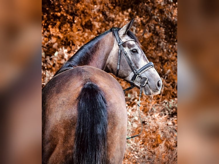 Pura sangre inglés Caballo castrado 6 años 165 cm Musgo in Oberpullendorf