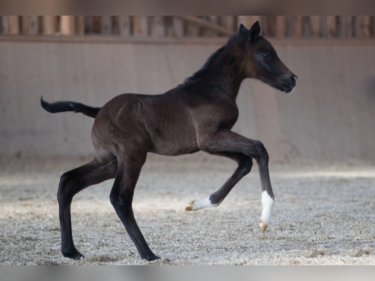 Pura sangre inglés Caballo castrado 6 años 165 cm Musgo in Oberpullendorf