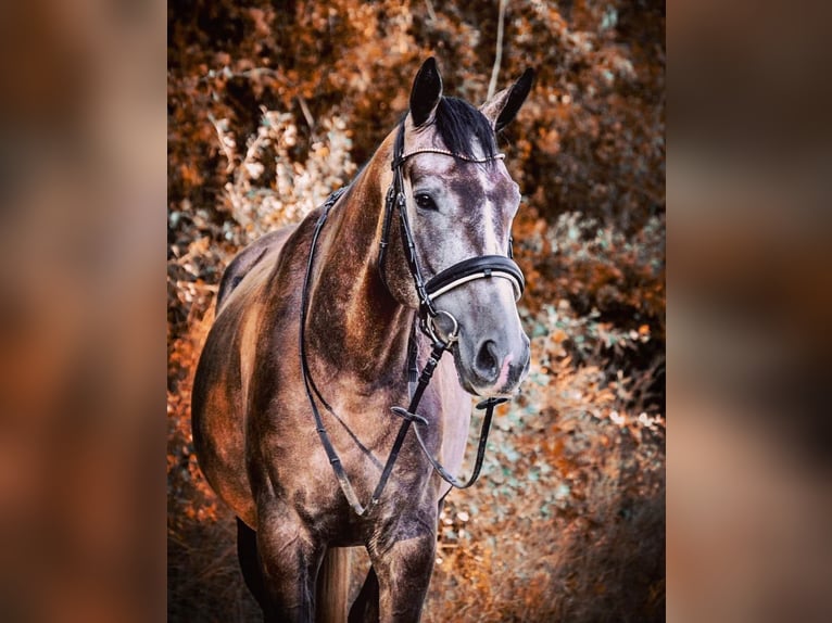 Pura sangre inglés Caballo castrado 6 años 165 cm Musgo in Oberpullendorf