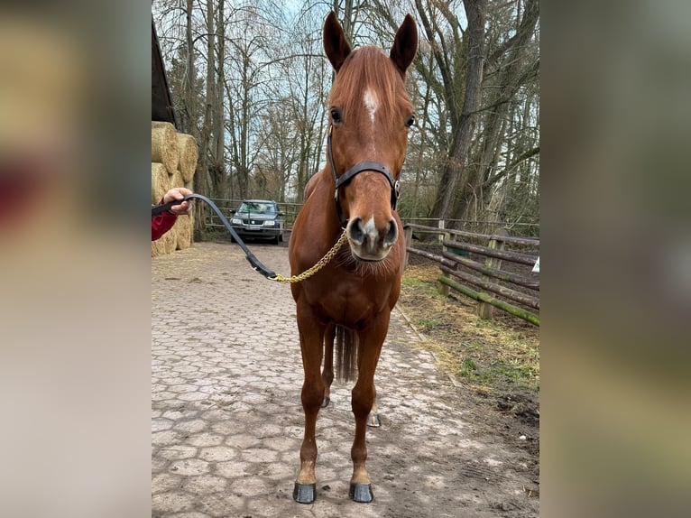 Pura sangre inglés Caballo castrado 6 años 166 cm Alazán in Hamburg Lemsahl-MellingstedtHamburg