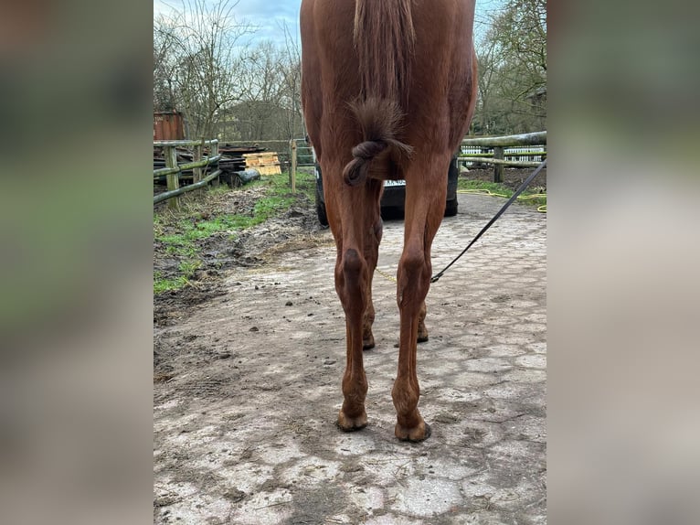 Pura sangre inglés Caballo castrado 6 años 166 cm Alazán in Hamburg Lemsahl-MellingstedtHamburg