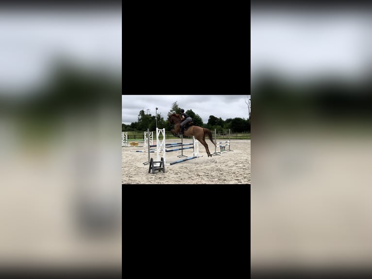 Pura sangre inglés Caballo castrado 6 años 166 cm Alazán in La ferte bernard