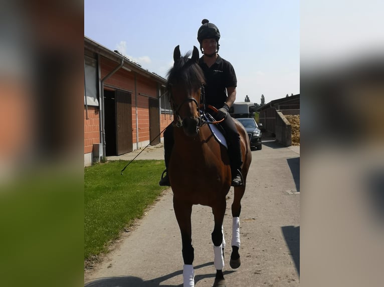 Pura sangre inglés Caballo castrado 6 años 166 cm Castaño in Bremen