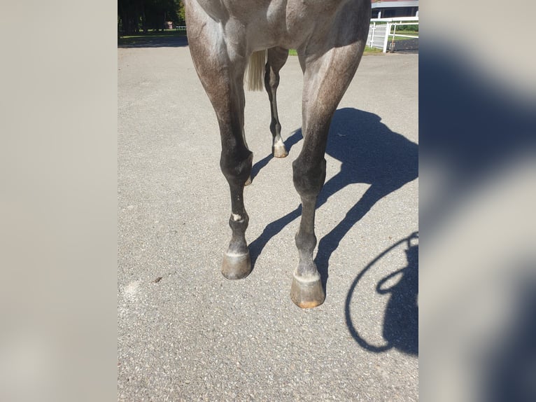 Pura sangre inglés Caballo castrado 6 años 166 cm Tordo in Schweighofen