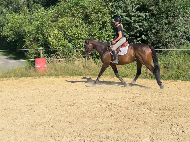 Pura sangre inglés Caballo castrado 6 años 167 cm Castaño oscuro in Leuggern