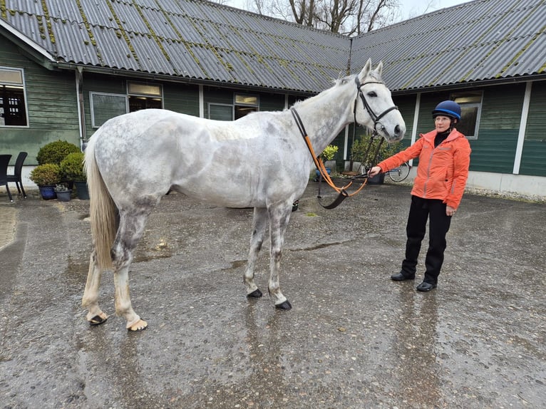 Pura sangre inglés Caballo castrado 6 años 167 cm Tordo in Dielsdorf