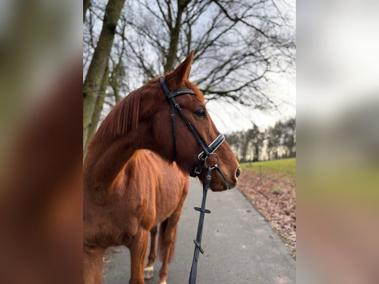 Pura sangre inglés Caballo castrado 6 años 168 cm Alazán in Bad Salzungen