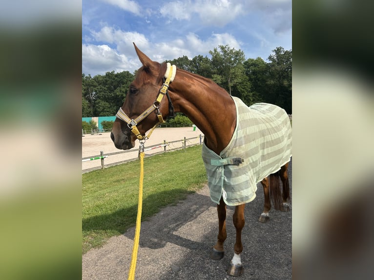 Pura sangre inglés Caballo castrado 6 años 168 cm Alazán in Bad Salzungen