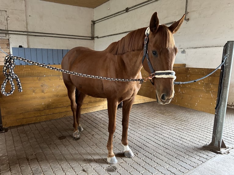 Pura sangre inglés Caballo castrado 6 años 168 cm Alazán in Bad Salzungen