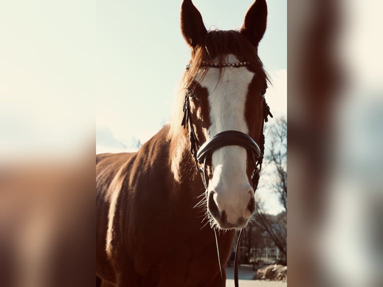 Pura sangre inglés Caballo castrado 6 años 168 cm Alazán in Göttingen