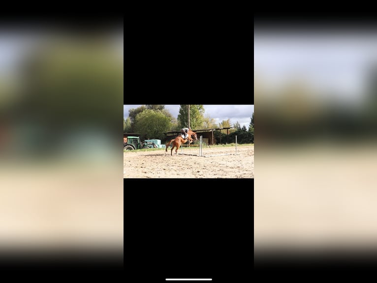 Pura sangre inglés Caballo castrado 6 años 168 cm Alazán in Göttingen