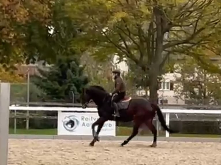 Pura sangre inglés Caballo castrado 6 años 168 cm Castaño oscuro in Leuggern