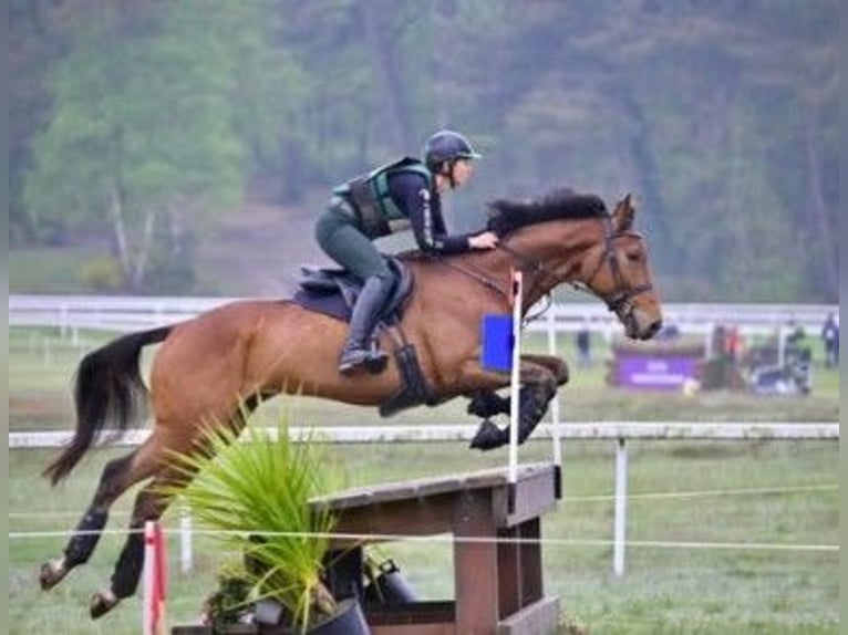 Pura sangre inglés Caballo castrado 6 años 173 cm Castaño in sevilla la nueva