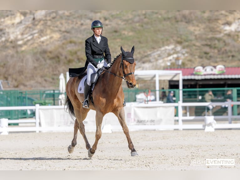 Pura sangre inglés Caballo castrado 6 años 173 cm Castaño oscuro in Brunete