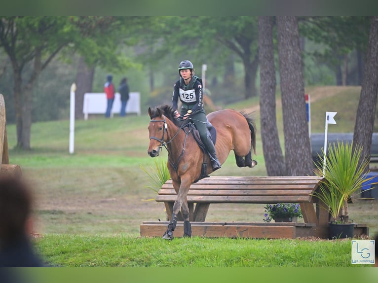 Pura sangre inglés Caballo castrado 6 años 173 cm Castaño oscuro in Brunete