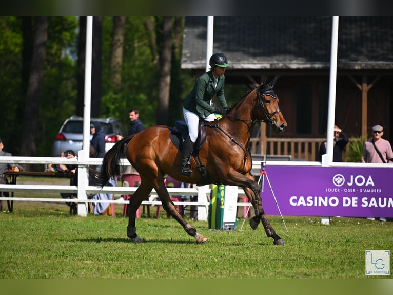 Pura sangre inglés Caballo castrado 6 años 173 cm Castaño oscuro in Brunete
