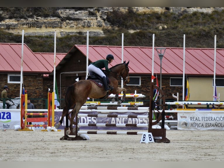 Pura sangre inglés Caballo castrado 6 años 173 cm Castaño oscuro in Brunete
