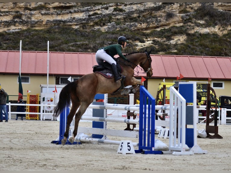 Pura sangre inglés Caballo castrado 6 años 173 cm Castaño oscuro in Brunete
