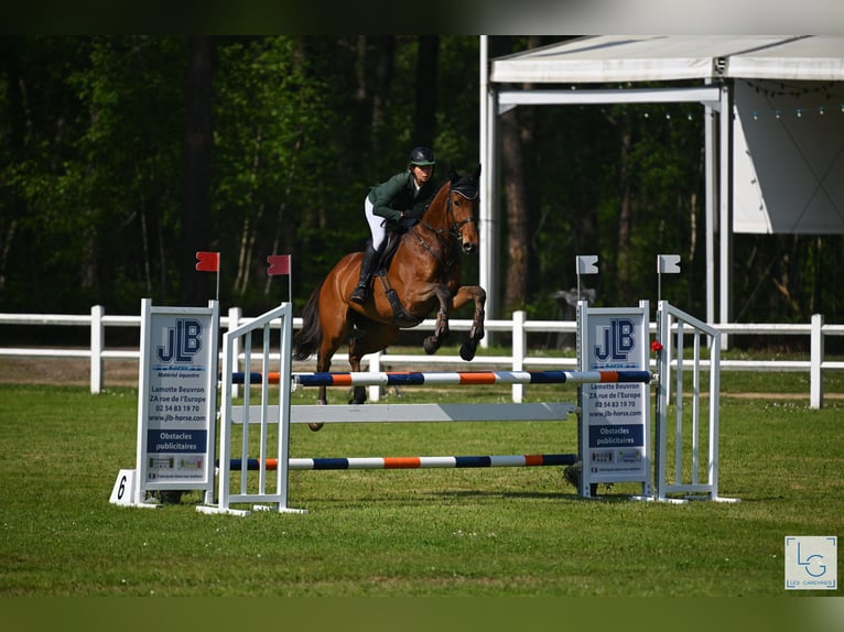 Pura sangre inglés Caballo castrado 6 años 173 cm Castaño oscuro in Brunete