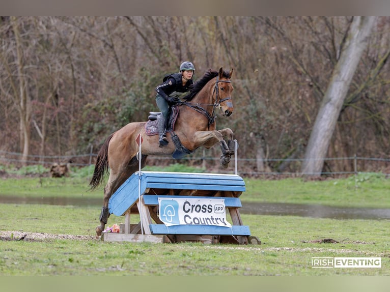 Pura sangre inglés Caballo castrado 6 años 173 cm Castaño oscuro in Brunete
