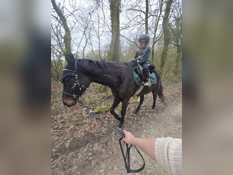 Pura sangre inglés Caballo castrado 6 años 175 cm Castaño in Wallerfangen