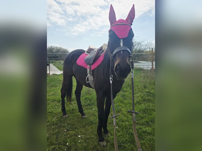 Pura sangre inglés Caballo castrado 6 años 175 cm Castaño in Wallerfangen
