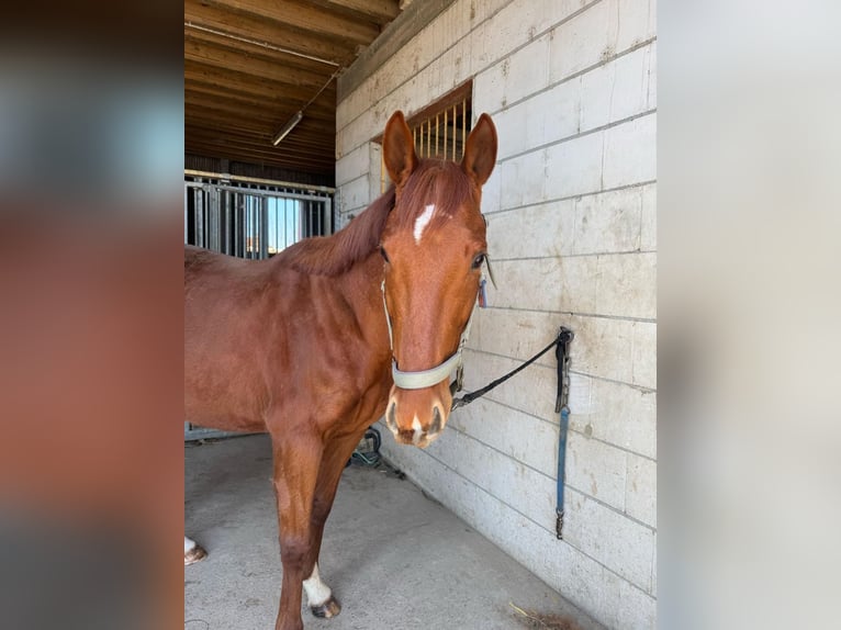 Pura sangre inglés Caballo castrado 6 años 187 cm Alazán in Rohrbach