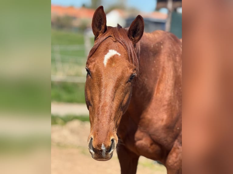 Pura sangre inglés Caballo castrado 6 años 187 cm Alazán in Rohrbach