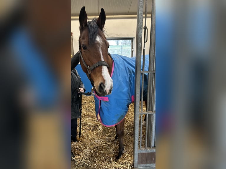 Pura sangre inglés Caballo castrado 6 años Castaño in Reifenberg