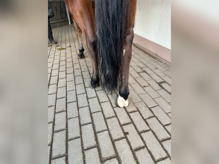 Pura sangre inglés Caballo castrado 6 años Castaño in Reifenberg