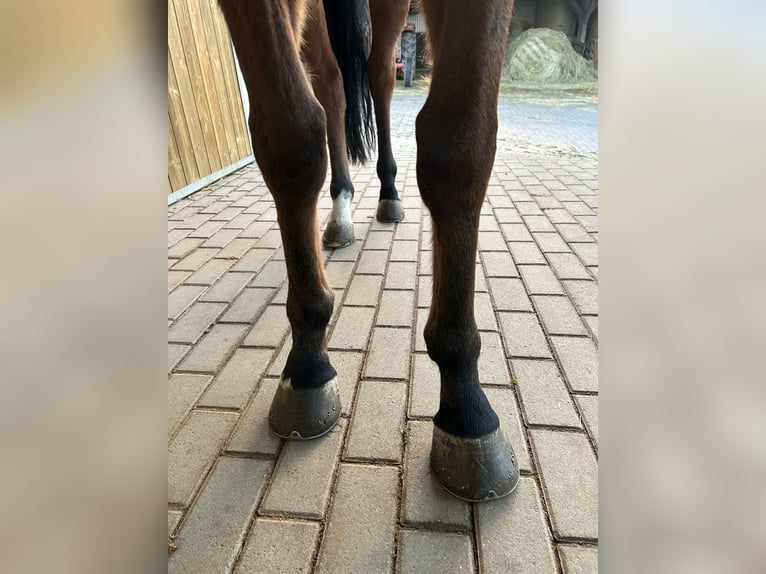 Pura sangre inglés Caballo castrado 6 años Castaño in Reifenberg