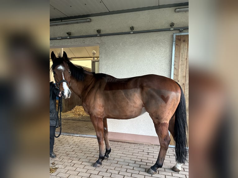 Pura sangre inglés Caballo castrado 6 años Castaño in Reifenberg