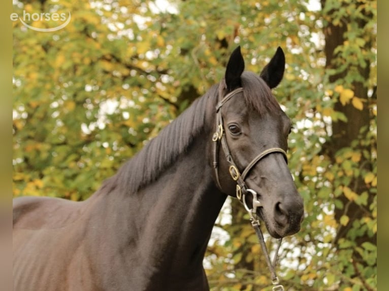 Pura sangre inglés Caballo castrado 6 años Negro in Kiel