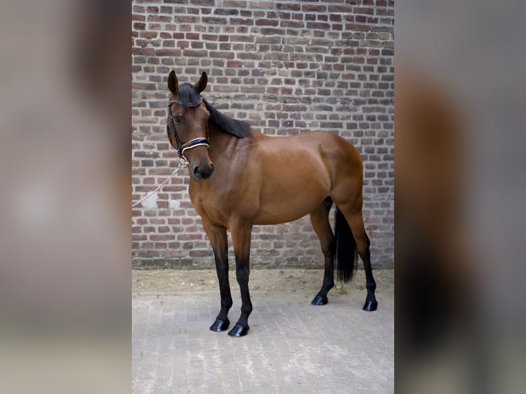 Pura sangre inglés Caballo castrado 7 años 152 cm Castaño in Grevenbroich